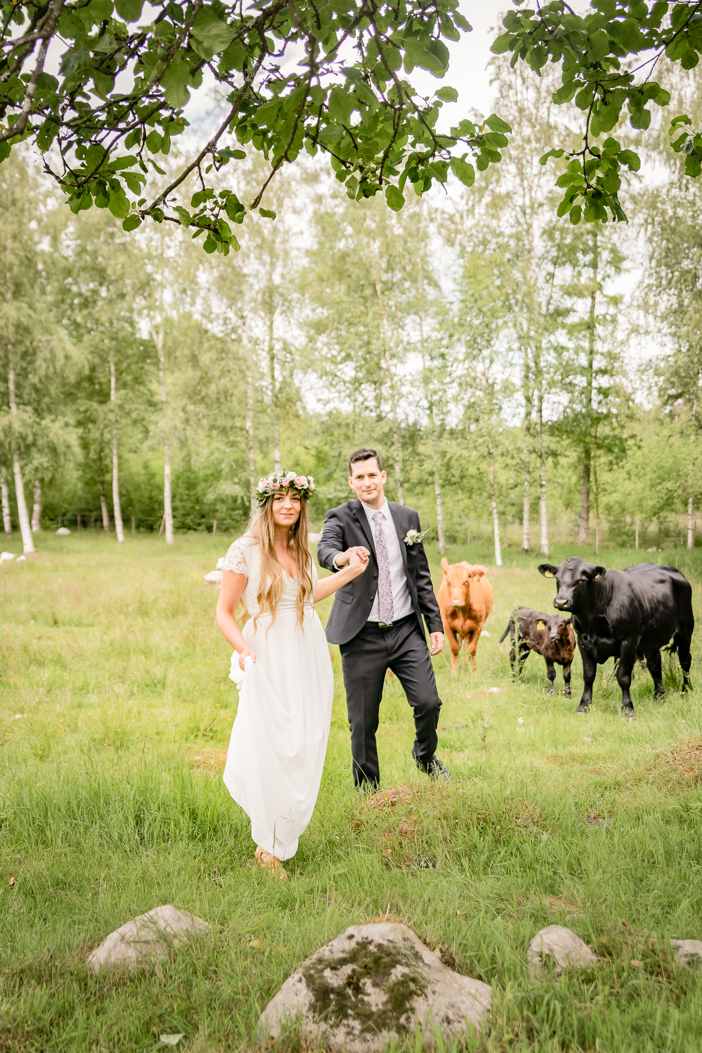 Bondepar lantligt bröllop, bondebröllop, brudpar i kohage tillsammans med bröllopsfotografen bland kossor och kalvar på sommaräng, blommor i håret