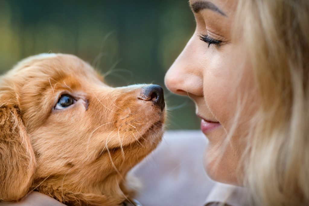 Hundvalp Tollare, Tolling duck retriever hUNDFOTOGRAF